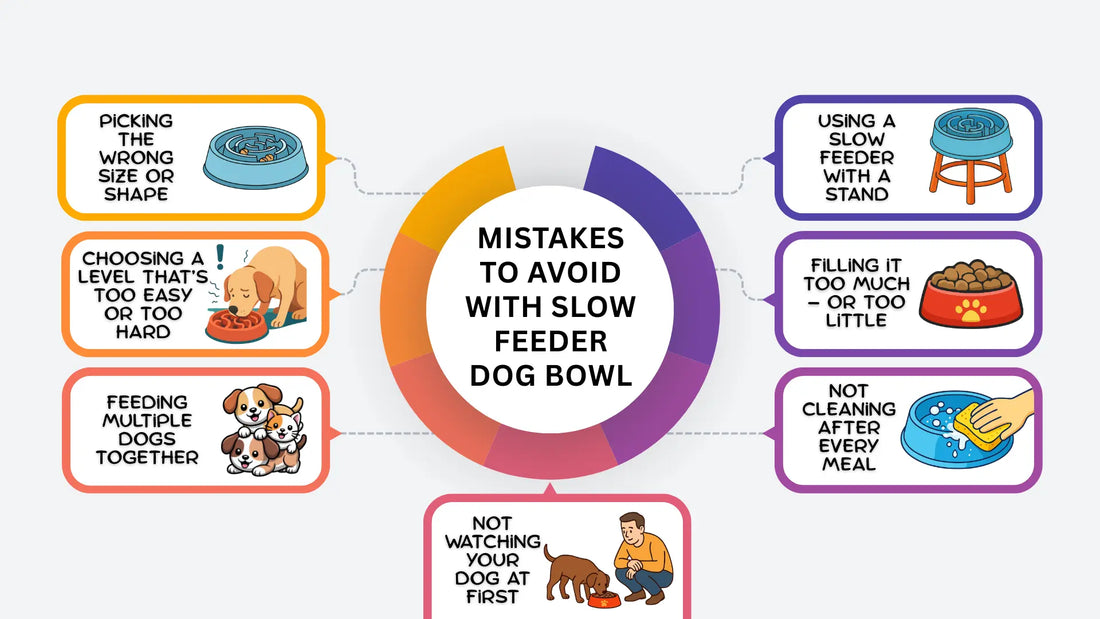 7 Common Mistakes to Avoid When Using a Slow Feeder Dog Bowl