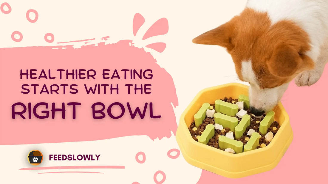 How to Choose the Right Slow Feeder Dog Bowl: A Complete Buyer’s Guide