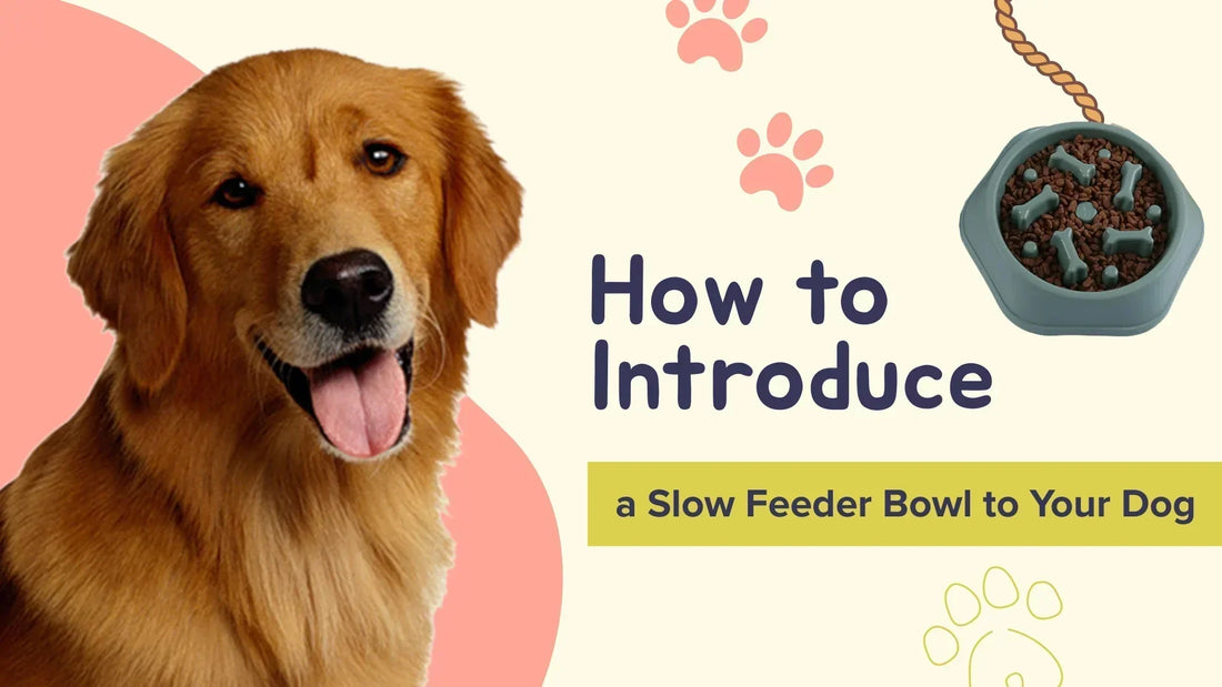 How to Introduce a Slow Feeder Bowl to Your Dog