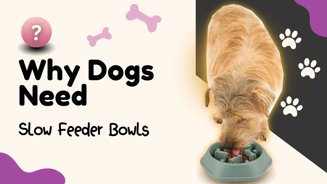 Why Every Dog Owner Should Use a Slow Feeder Bowl